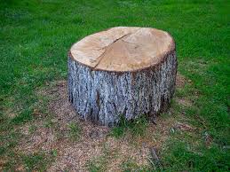 Best Leaf Removal  in Brandenburg, KY