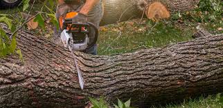 Best Hazardous Tree Removal  in Brandenburg, KY