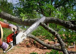 Best Tree Risk Assessment  in Brandenburg, KY