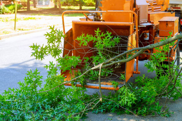 Best Leaf Removal  in Brandenburg, KY