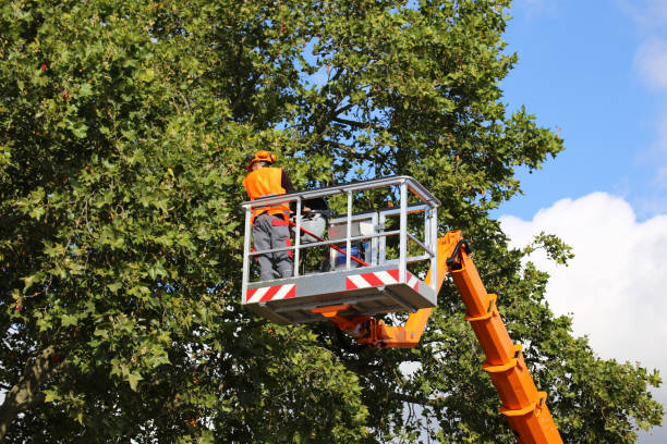 How Our Tree Care Process Works  in  Brandenburg, KY