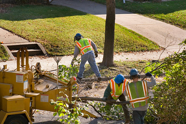 Best Tree and Shrub Care  in Brandenburg, KY