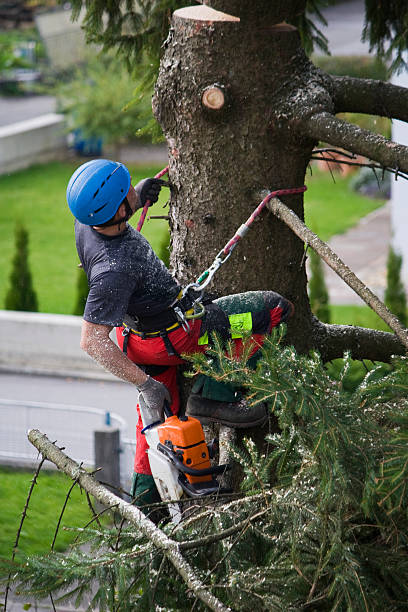 Brandenburg, KY Tree Services Company