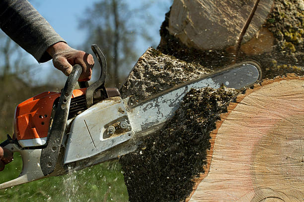 Best Root Management and Removal  in Brandenburg, KY