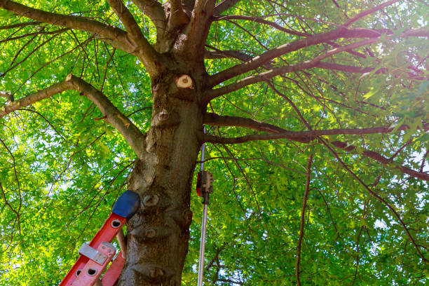  Brandenburg, KY Tree Services Pros